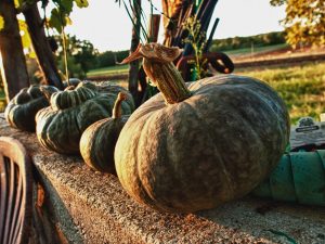 Kürbisernte - Bernd Opel©