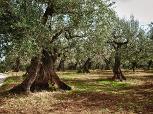 Alte Olivenbäume - Bernd Opel©